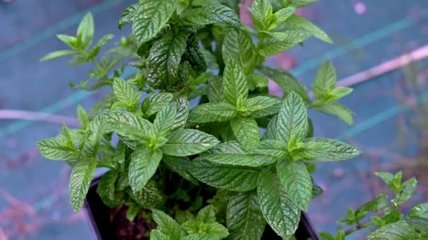 Mint plant used as a spice for food seasoning — Stock Video