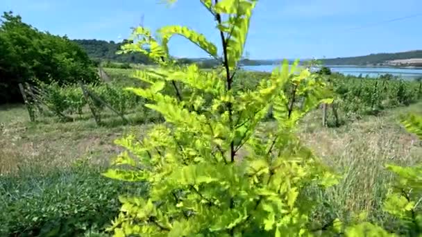 Vineyard on the shores of lake corbara in umbria — Stock Video
