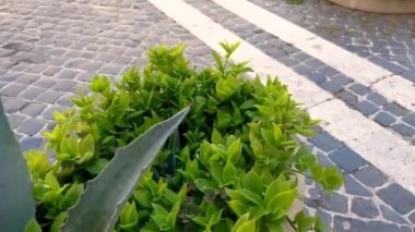 Şehrin tarihi bölgesinde Terni Kilisesi 'nin katedrali.