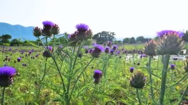 Yoğun renklere sahip çiçek açan enginar tarlası