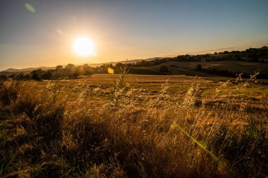 Yaz mevsiminde, portakal renginde çimenleri göm.