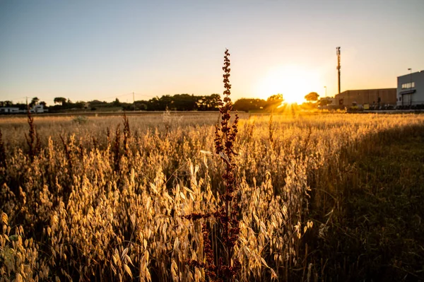 Ditch Grass Sunset Orange Color Summer Time — Stock Photo, Image