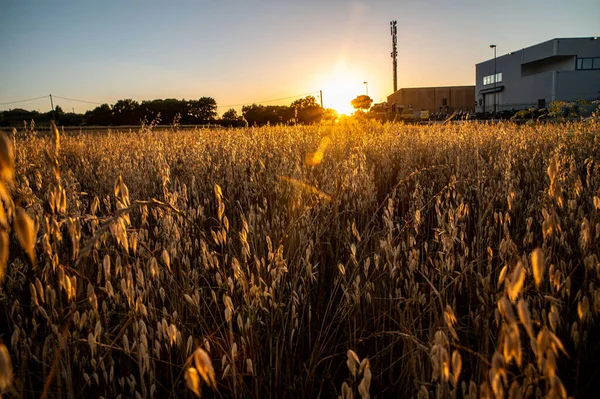 Ditch Grass Sunset Orange Color Summer Time — Stock Photo, Image