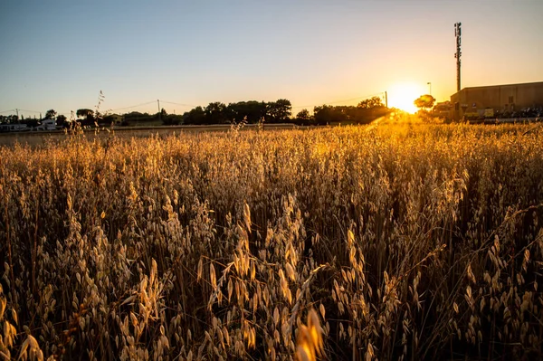 Ditch Grass Sunset Orange Color Summer Time — Stock Photo, Image