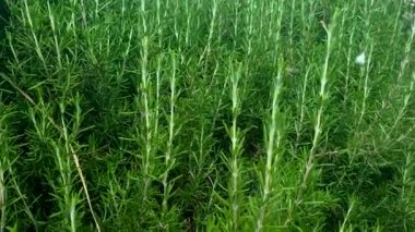 Yoğun renkte biberiye bitkisi