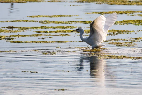 Spijt vogel op het meer op zoek naar prooi — Stockfoto