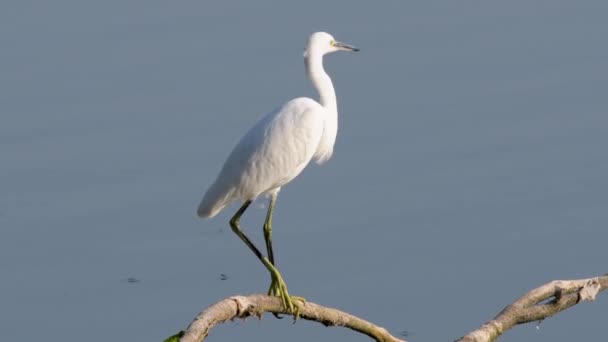 Egret pássaro no lago em busca de comida — Vídeo de Stock