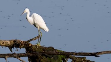 Göldeki balıkçıl kuşu yiyecek arıyor.
