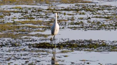 Göldeki balıkçıl kuşu yiyecek arıyor.