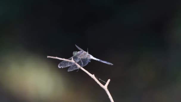 Blue dragonfly perched on a branch — Stock Video