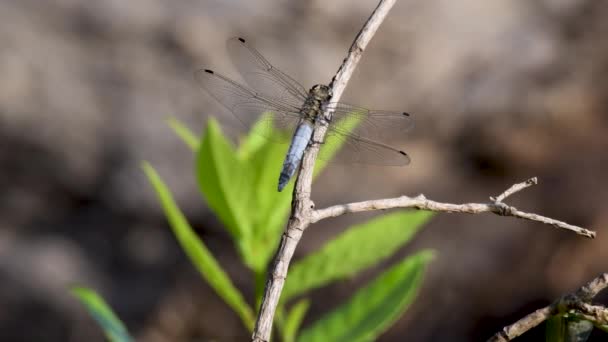 蓝色蜻蜓栖息在树枝上 — 图库视频影像