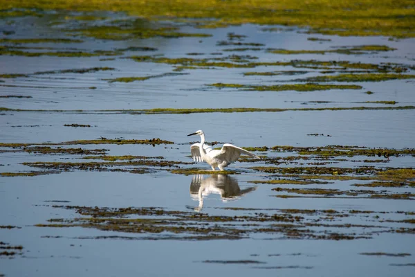 Egret Ptak Jeziorze Szuka Zdobyczy Okresie Letnim — Zdjęcie stockowe