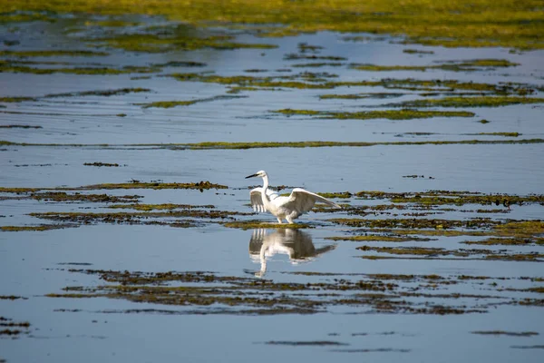 Spijt Vogel Het Meer Zoek Naar Prooi Zomer — Stockfoto