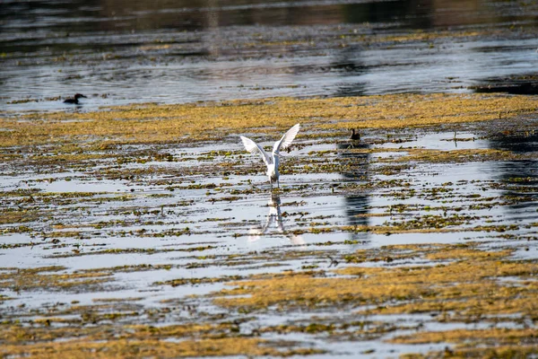 Seidenreiher See Auf Beutesuche Sommer — Stockfoto