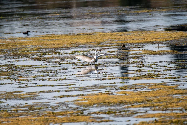 Egret Pássaro Lago Procura Presas Hora Verão — Fotografia de Stock