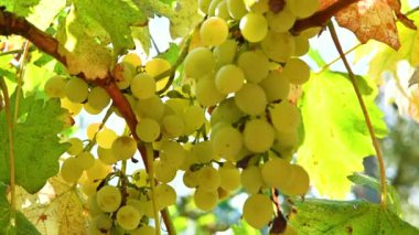 dalında asılı üzüm demet