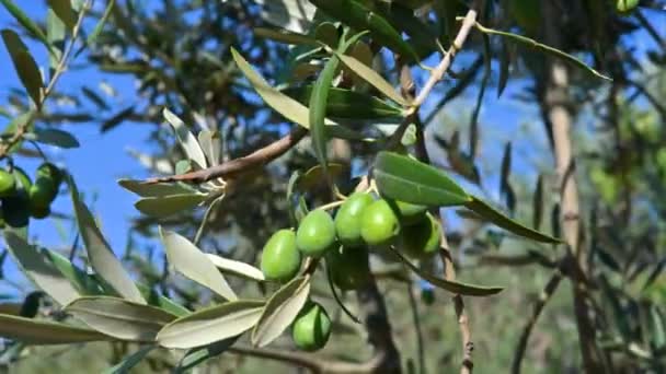 Cluster of almost ripe olives hanging from a stem — Stock Video