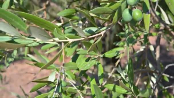 Racimo de aceitunas casi maduras que cuelgan de un tallo — Vídeos de Stock