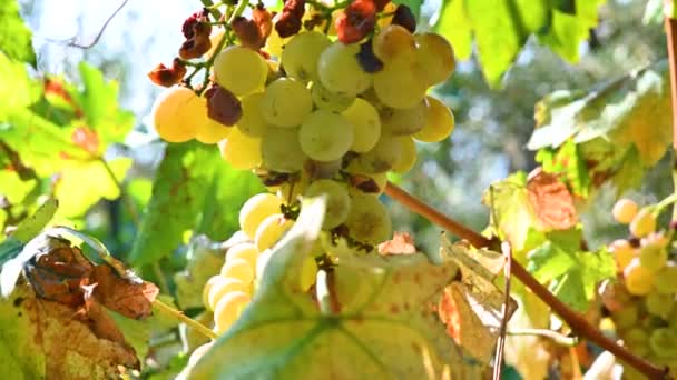 Група винограду, що звисає на лозі — стокове відео