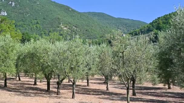 Large olive grove for the production of oil — Stock Video