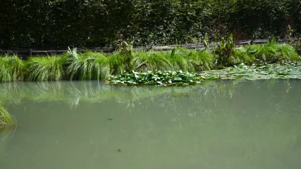 Μικρή λίμνη του καταρράκτη του Μάρμορ το καλοκαίρι — Αρχείο Βίντεο