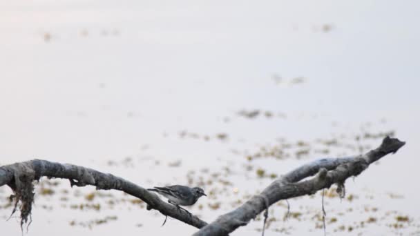 Білий вагонетка птах відпочиває на гілці — стокове відео