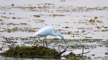 Bataklık gölündeki küçük balıkçıl kuşu.