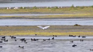 Bataklık gölündeki küçük balıkçıl kuşu.