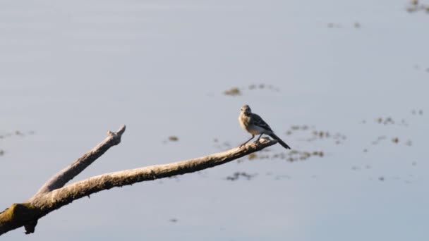 Pájaro wagtail blanco descansando sobre una rama — Vídeos de Stock