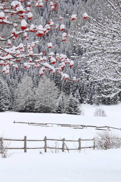 Winterlandschap met rode bessen — Stockfoto