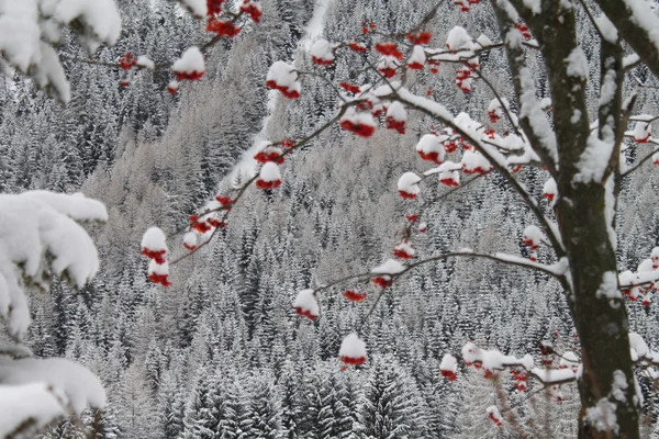 Paisagem de inverno com bagas vermelhas — Fotografia de Stock