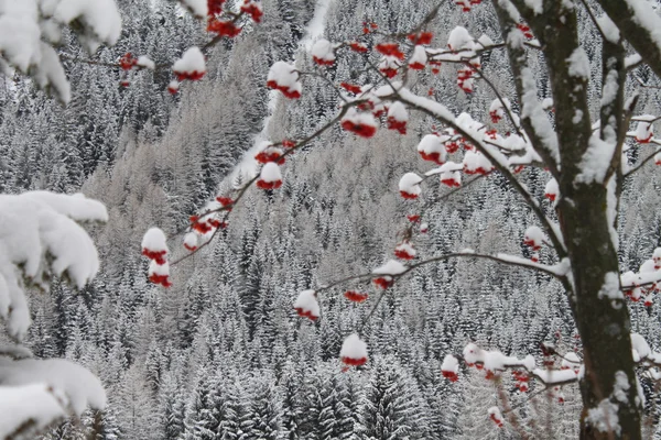 Zimowy pejzaż z czerwone jagody Obraz Stockowy