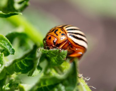 Yeşil patates filizlerinin üzerinde böcek var.