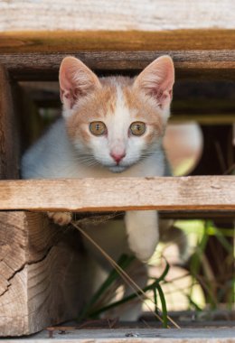 Cedi tahtalarında yürüyen beyaz kedi yavrusu.