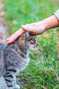 Bir kediyi elle okşamak