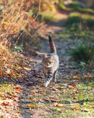 Yürüyüşe çıkan gri kedi.