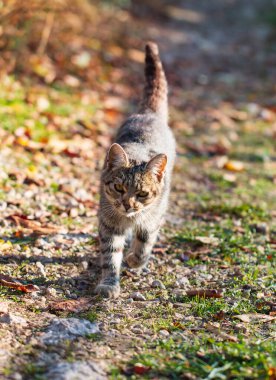 Gri kedi bahçede yürüyor