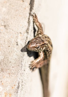 Duvardaki kertenkele