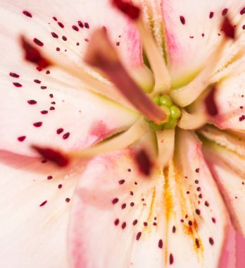 Arkaplan olarak pembe zambak yaprağı