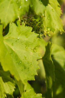 Arka plan olarak genç asma yaprakları