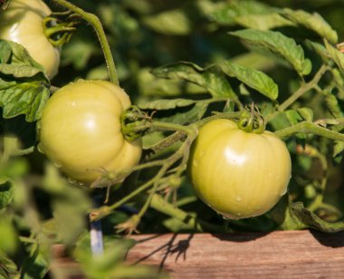 Çalı üzerinde yeşil domatesler yağmur damlaları