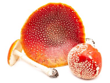 Beyaz noktalı kırmızı mantar.