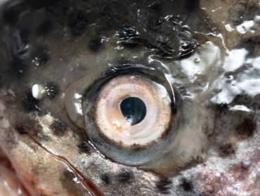 arka plan olarak balık gözü