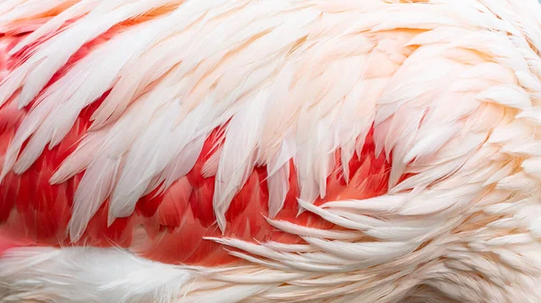 Flamingofedern Als Hintergrund — Stockfoto