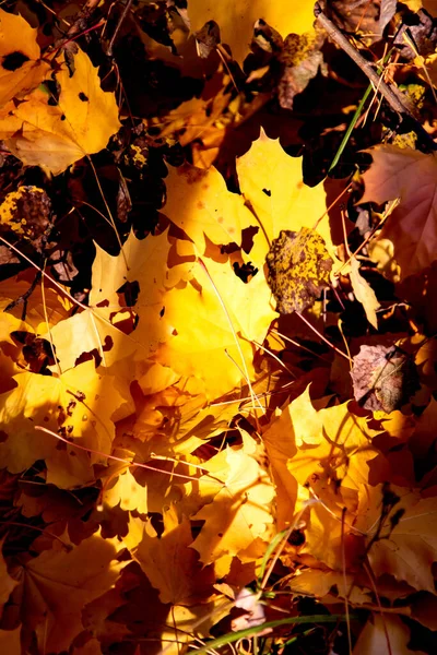 Podzimní Listy Jako Pozadí — Stock fotografie