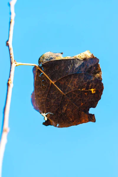 Černý Podzimní List Proti Obloze — Stock fotografie