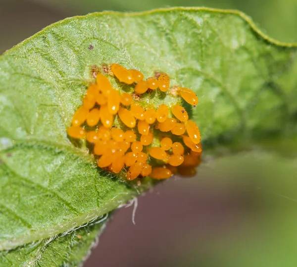 葉の上にある害虫の幼虫は — ストック写真