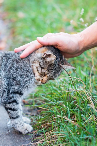 stock image hand stroking a cat