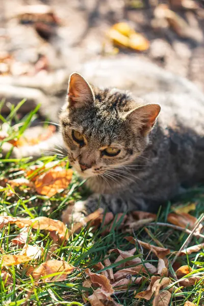Šedá Kočka Kráčející Zahradě — Stock fotografie