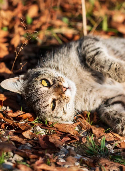Šedá Kočka Kráčející Zahradě — Stock fotografie